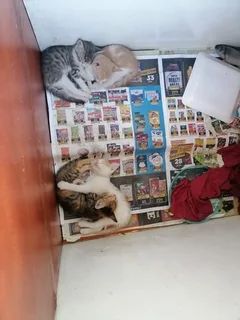 Kittens - Ad posted by SDA