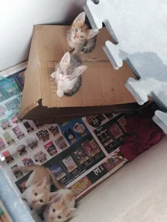 Kittens - Ad posted by SDA