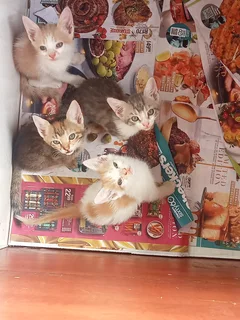 Kittens - Ad posted by SDA