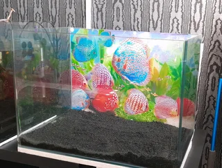 Fish Tank