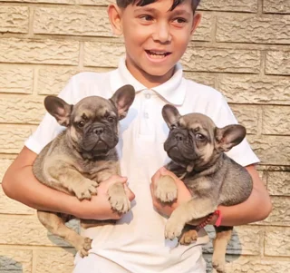 French Bulldog puppy