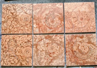 Floor Tiles Containing Ammonite Fossils