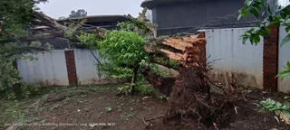 Tree felling fully insured