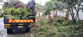 Tree felling fully insured
