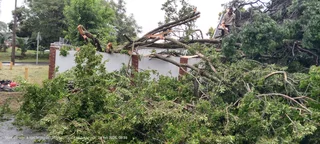 Tree felling fully insured