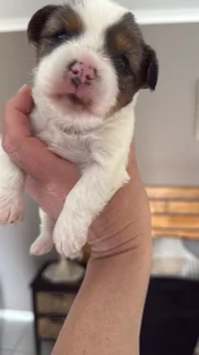 Yorkshire Terrier Boy