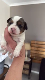 Yorkshire Terrier Boy