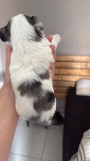 Yorkshire Terrier Boy