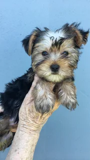Yorkie Male Registered.