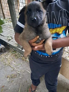 Belgium Malanoirs puppies