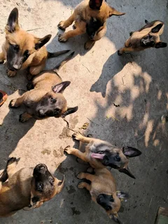 Belgium Malanoirs puppies