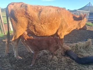 Angus heifer with calf for sale