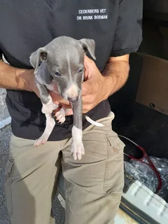 Italian Greyhound