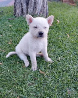 German shepherd mixed breed puppies
