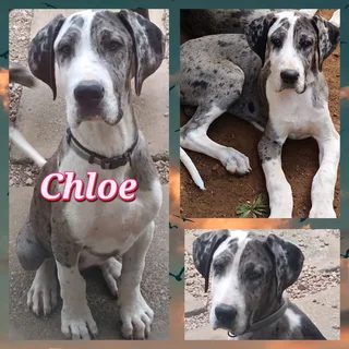 Great Dane Puppies