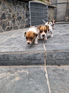 Jack Russell puppies