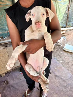 White Great Dane Puppies For Sale