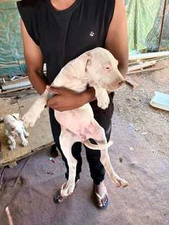 White Great Dane Puppies For Sale
