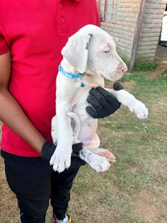 Purebred Great Danes For Sale