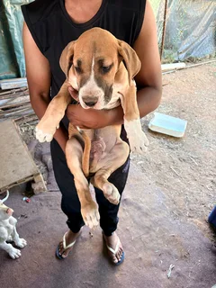 3 Month old Male Great Dane mix