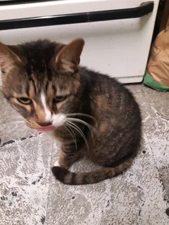 Rescued Female cat neutered