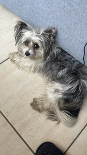 Puppy - Ad posted by kaamoo