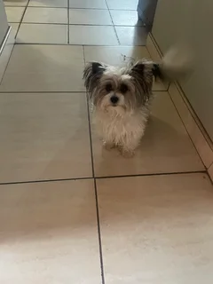 Puppy - Ad posted by kaamoo