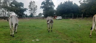 Brahman cows and bulls