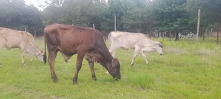 Brahman cows and bulls