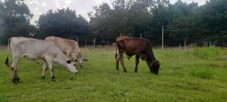 Brahman cows and bulls