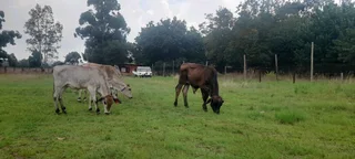 Brahman cows and bulls