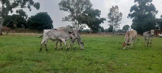 Brahman cows and bulls