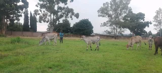 Brahman cows and bulls