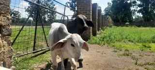 Brahman bulls