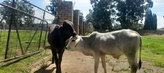 Brahman bulls