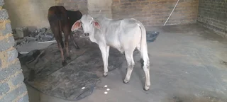 Brahman bulls