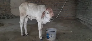 Cow for sale