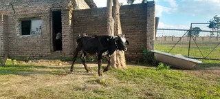 Nguni bull