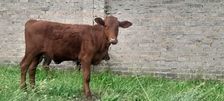 Bosmara heifer