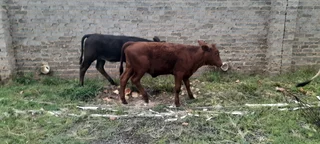 Bosmara heifer