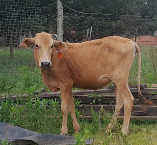 Brahman heifer