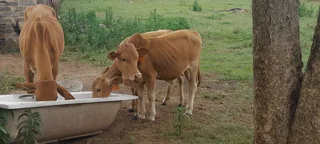 Brahman calves