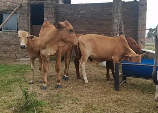 Brahman calves