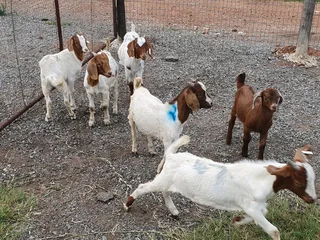 Goats for sale