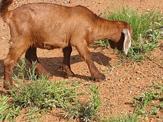 Goats for sale