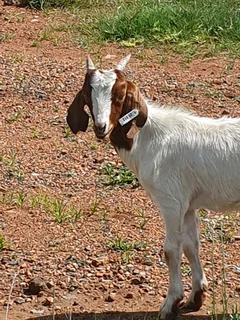 Goats for sale