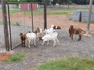 Goats for sale
