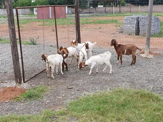 Goats for sale