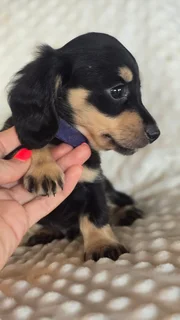 Long haired Dachshund puppies