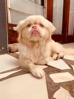 Pekingese dog for sale